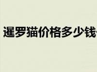 暹罗猫价格多少钱一只（暹罗国是哪个国家）