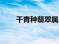 干青种翡翠属于什么档次（干青种）