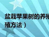 盆栽苹果树的养殖技术视频（盆栽苹果树的养殖方法）