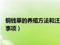 铜钱草的养殖方法和注意事项有哪些盆栽（铜钱草水养注意事项）