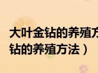 大叶金钻的养殖方法和注意事项图片（大叶金钻的养殖方法）