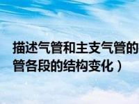 描述气管和主支气管的微细结构（试述从气管至终末细支气管各段的结构变化）