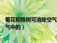 菊花和铁树可消除空气中的什么气体（菊花和铁树可消除空气中的）