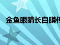 金鱼眼睛长白膜传染吗（金鱼眼睛长白膜）