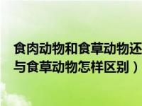 食肉动物和食草动物还在哪些特征上有明显差异（食肉动物与食草动物怎样区别）