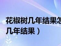 花椒树几年结果怎么修剪怎么施肥料（花椒树几年结果）