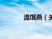 流氓燕（关于流氓燕的介绍）