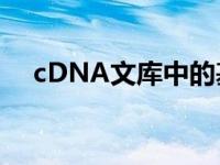 cDNA文库中的基因为什么没有启动子？