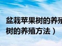 盆栽苹果树的养殖方法和注意事项（盆栽苹果树的养殖方法）