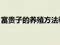 富贵子的养殖方法和注意事项 盆栽（富贵籽）