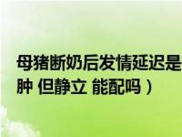 母猪断奶后发情延迟是什么原因（断奶母猪发情桃子不红不肿 但静立 能配吗）